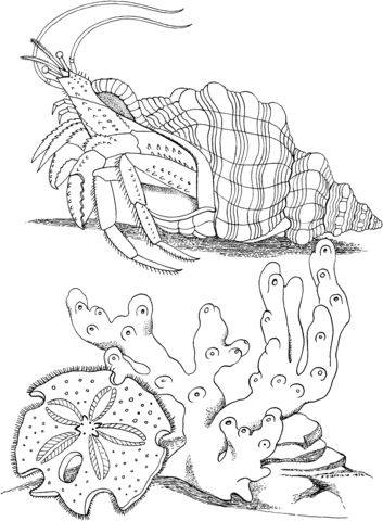 Hermit Crab On A Bottom Line Coloring Page